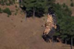  Kızıl akbaba / Gyps fulvus / Griffon vulture